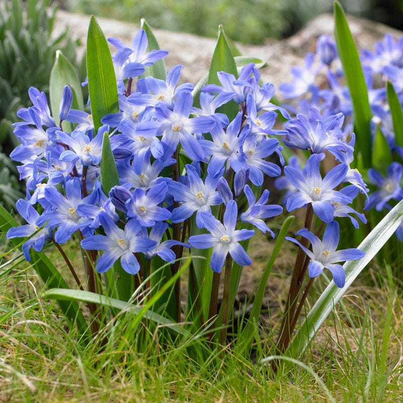 Blue Giant Glory Of The Snow