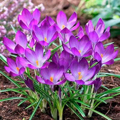 Tommasini's Ruby Giant Crocus - Image 4