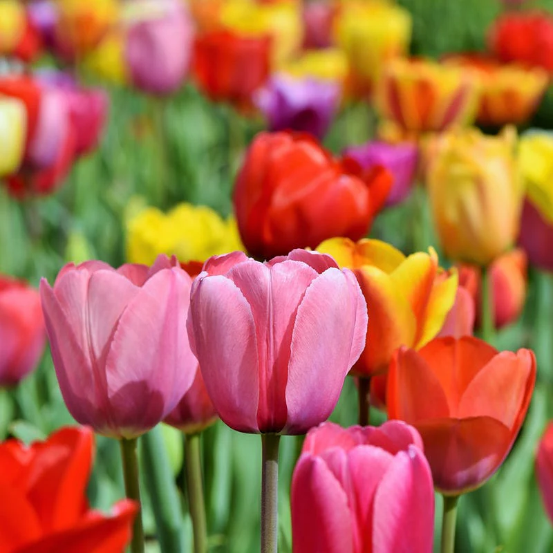 Tequila Sunrise Darwin Tulip Mix - Image 3