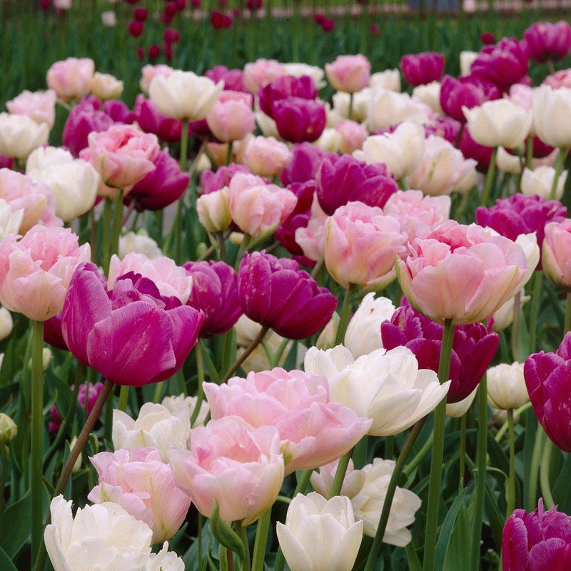 Double Late Tulip Mix - Image 3