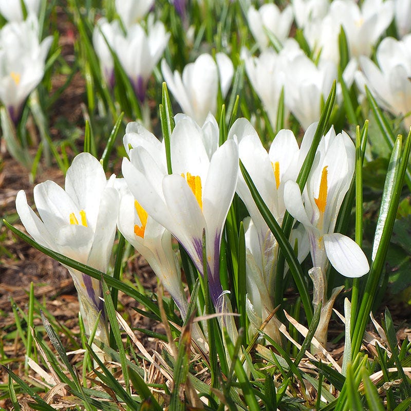 Summer Dreams Extension Bulb Collection - Image 3