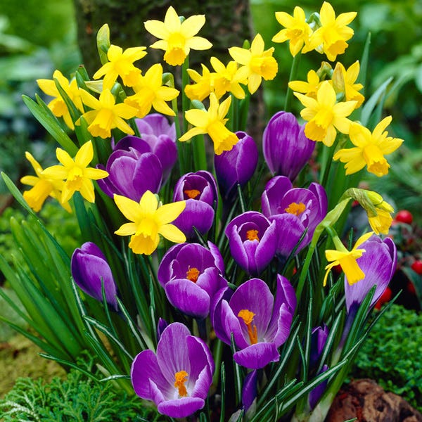 Remembrance Dutch Crocus - Image 3