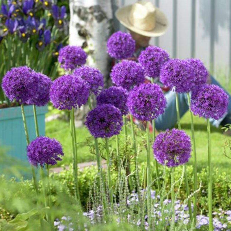 Endless Allium Bulb Collection - Image 3