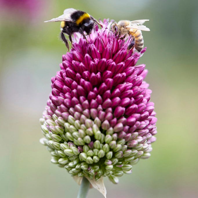Endless Allium Bulb Collection - Image 5