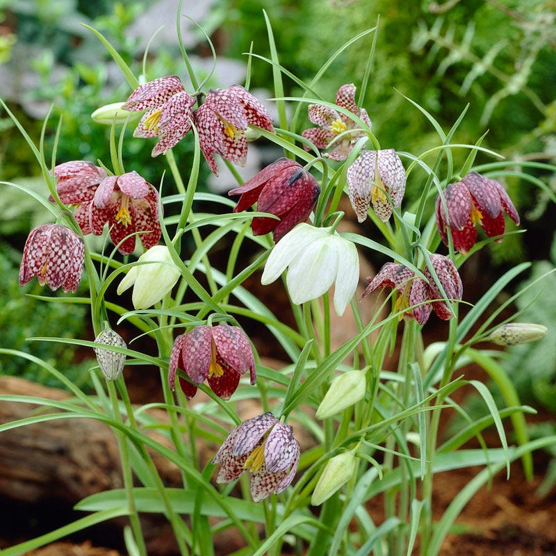 Snake's Head Fritillary - Image 2