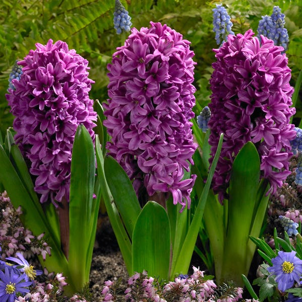 Miss Saigon Hyacinth