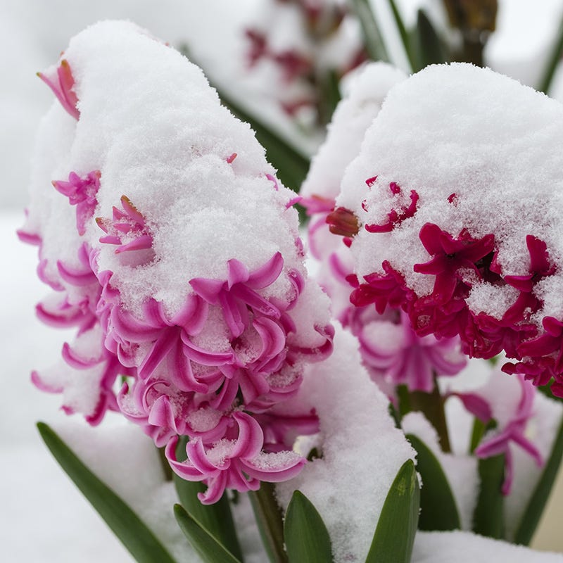 Valentine Hyacinth Mix - Image 2
