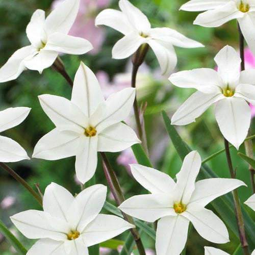 Alberto Castillo Spring Starflower - Image 2