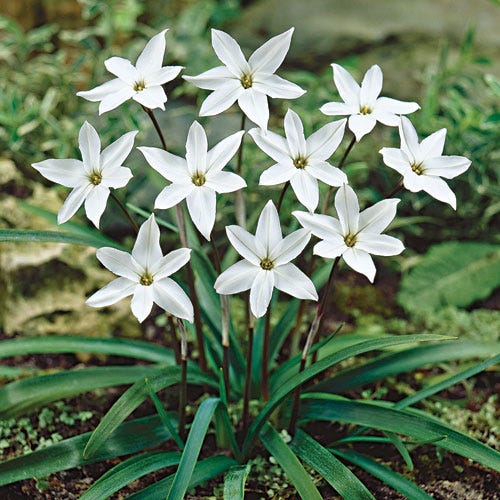 Alberto Castillo Spring Starflower - Image 3