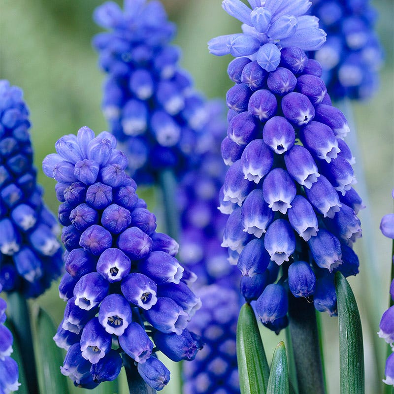 Jumbo Waterwise Garden Bulb Collection - Image 4