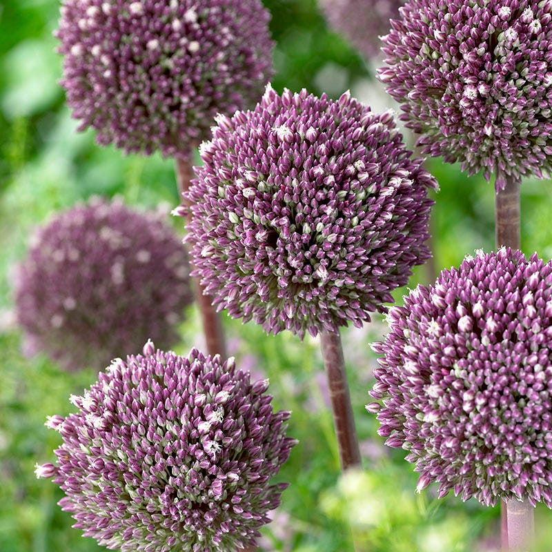 Jumbo Waterwise Garden Bulb Collection - Image 5