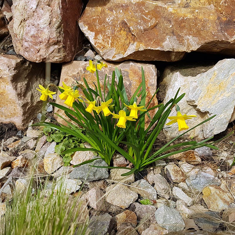 Tete-a-Tete Miniature Daffodil - Image 2