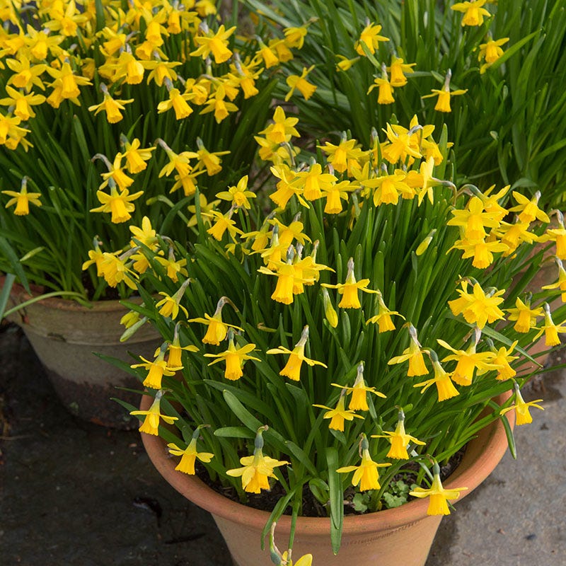 Tete-a-Tete Miniature Daffodil - Image 4
