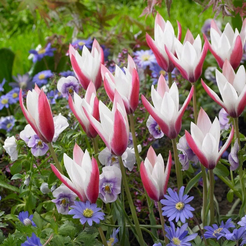 Multiplying Mini Tulip Bulb Collection - Image 3
