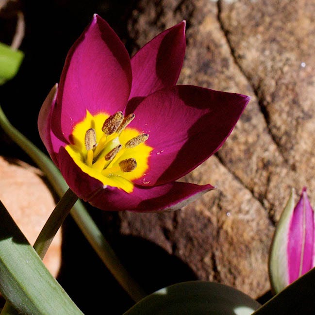 Multiplying Mini Tulip Bulb Collection - Image 4
