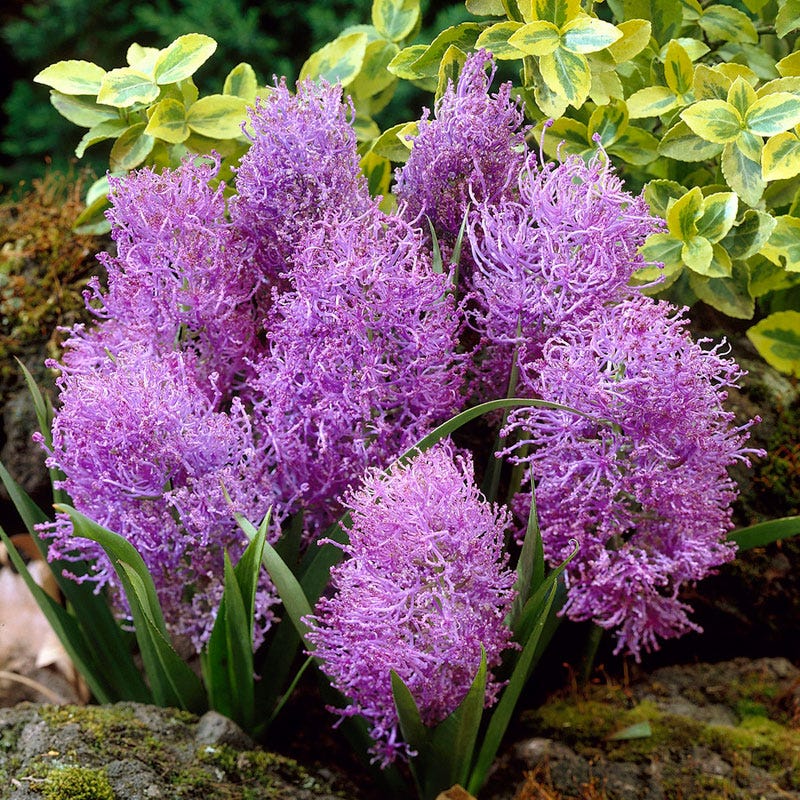 Cotton Candy Grape Hyacinth