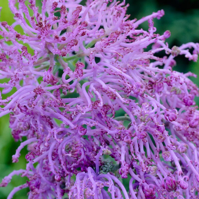 Cotton Candy Grape Hyacinth - Image 2