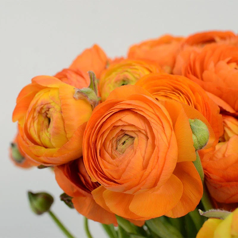Tecolote® Salmon Ranunculus - Image 2