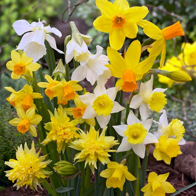 Rock Garden Bulb Collection - Image 3