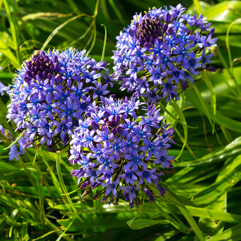 Portuguese Squill