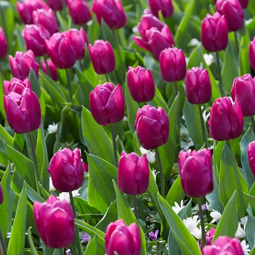 Purple Prince Single Early Tulip - Image 3