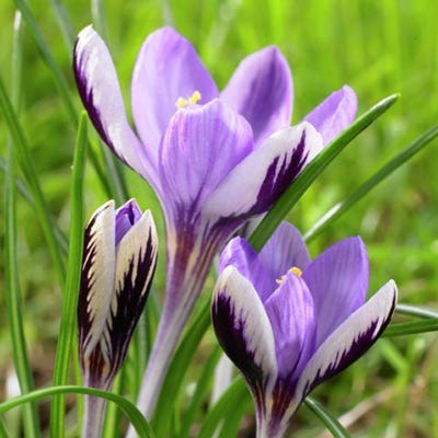 Spring Beauty Snow Crocus - Image 3