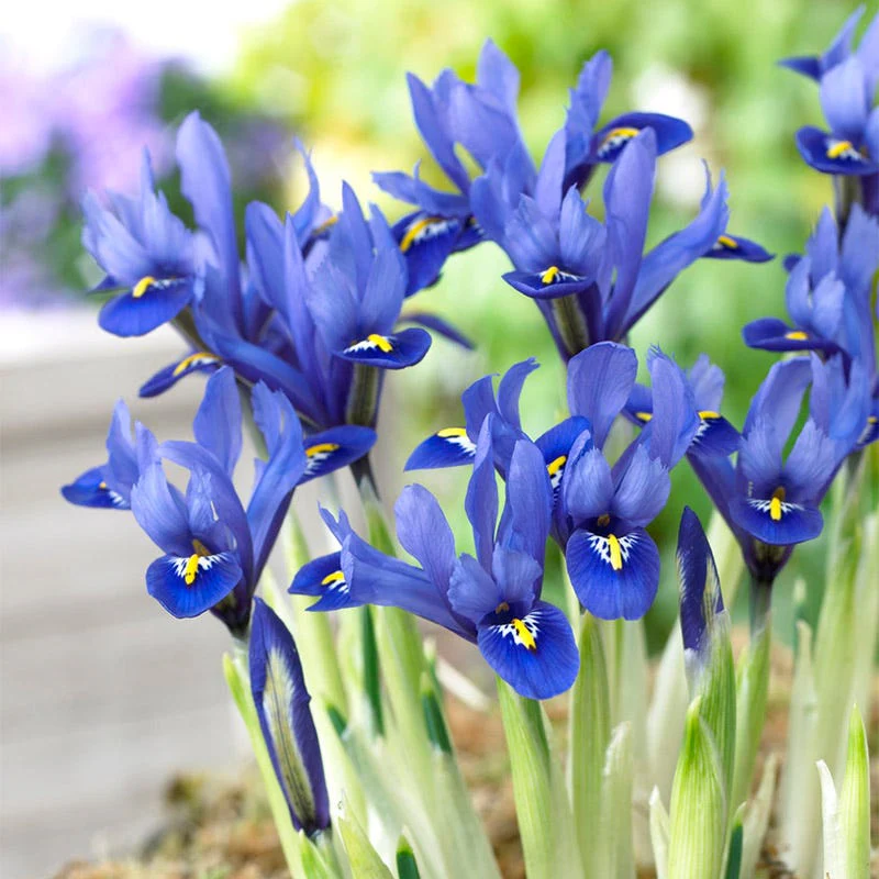 Wildflower Iris Bulb Collection - Image 5