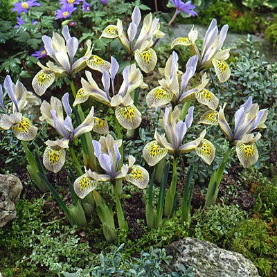 Summer Dreams Extension Bulb Collection - Image 4