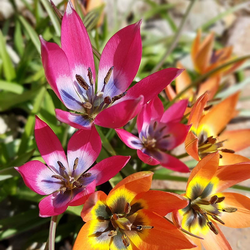 Little Beauty Wildflower Tulip - Image 2