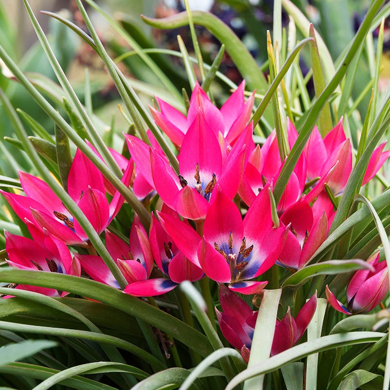 Little Beauty Wildflower Tulip - Image 3