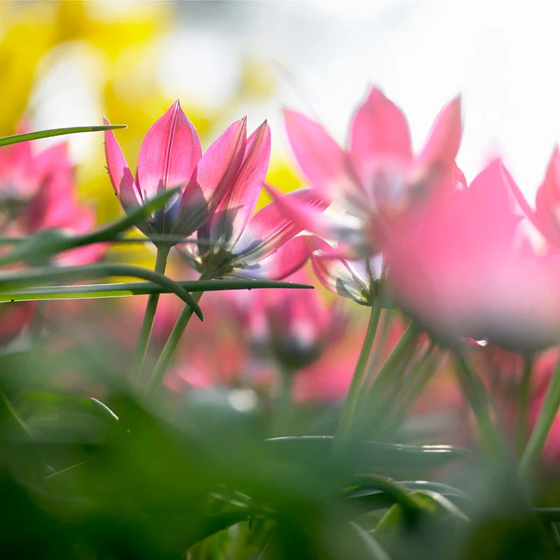 Little Beauty Wildflower Tulip - Image 4