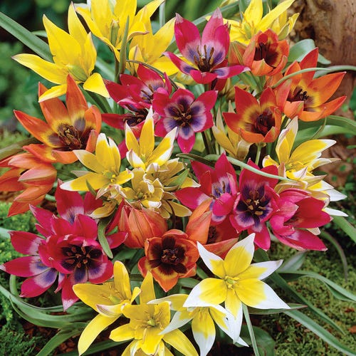 Wildflower Tulip Mix - Image 3