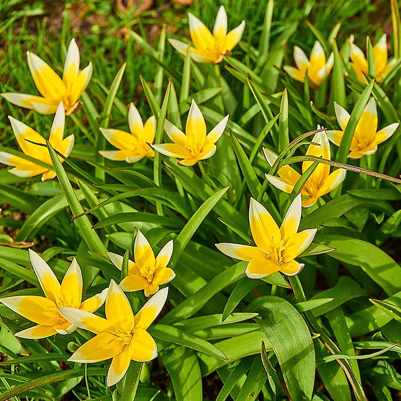 Tarda Wildflower Tulip - Image 3