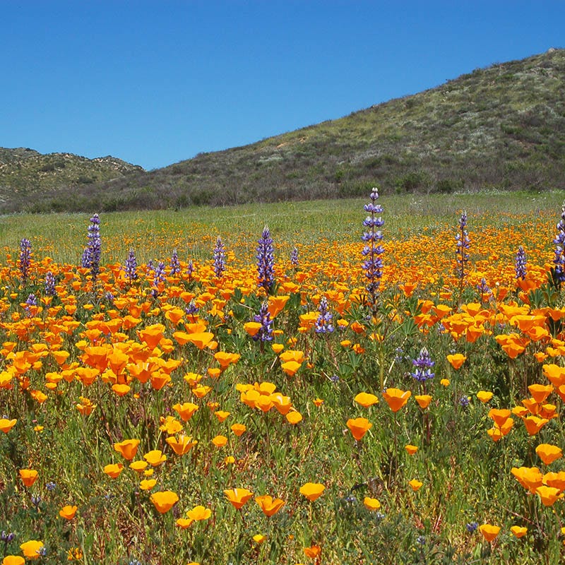 Fire Restoration Wildflower Seed Mix - Image 3