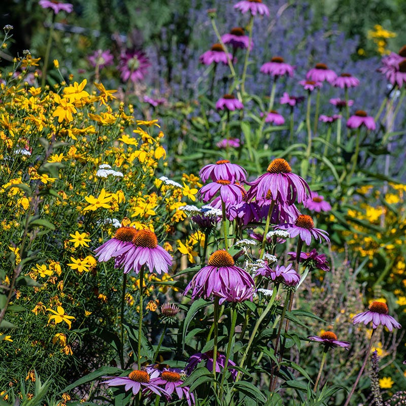 Fire Restoration Wildflower Seed Mix - Image 4
