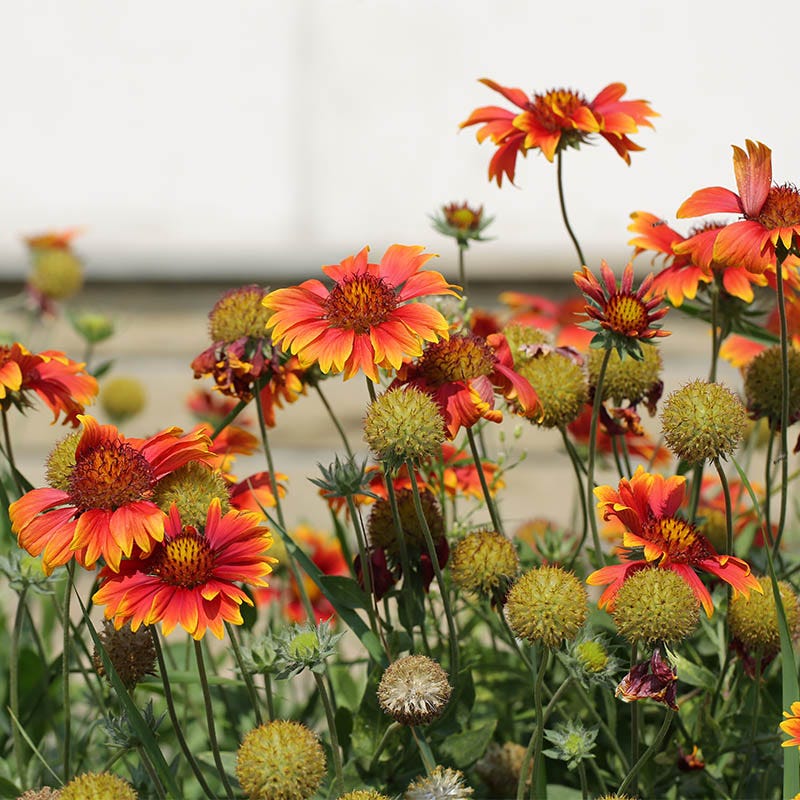Blanket Flower Seeds (Gaillardia) - Image 2
