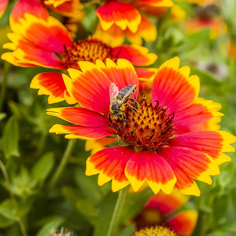 Blanket Flower Seeds (Gaillardia) - Image 3