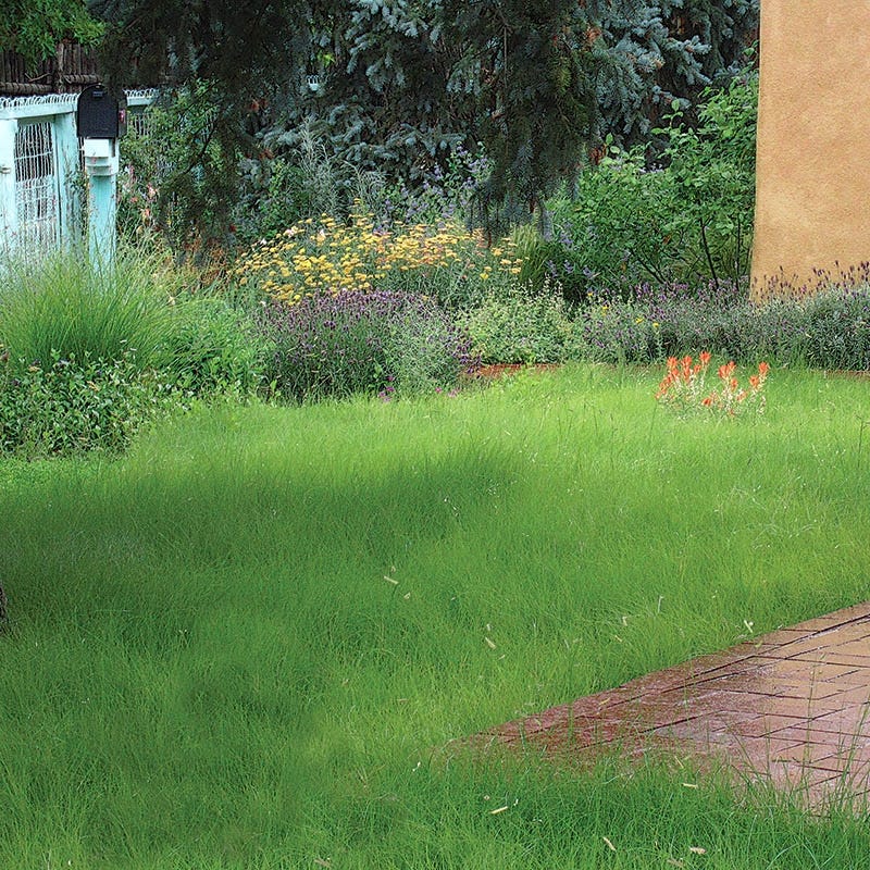 Hachita Blue Grama Grass Plugs - Image 4