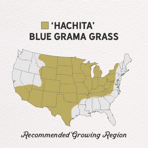 Hachita Blue Grama Grass Plugs - Image 5