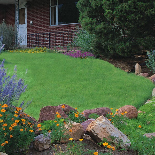 Legacy® Buffalo Grass Plugs - Image 3
