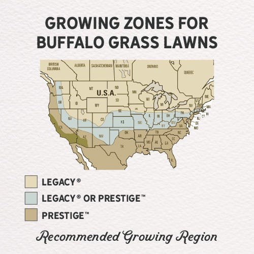 Legacy® Buffalo Grass Plugs - Image 4