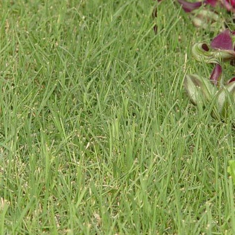 Prestige™ Buffalo Grass Plugs - Image 4