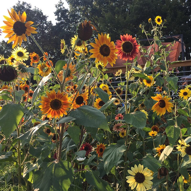 Sunflower Seeds (Helianthus) - Image 4