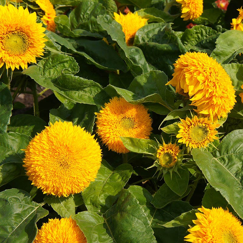 Dwarf Double Sunflower Seeds (Helianthus) - Image 2