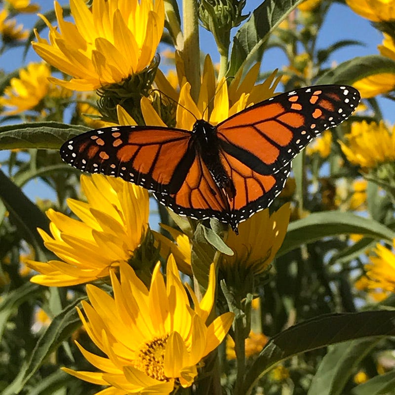 Maximilian Sunflower Seeds (Helianthus) - Image 2