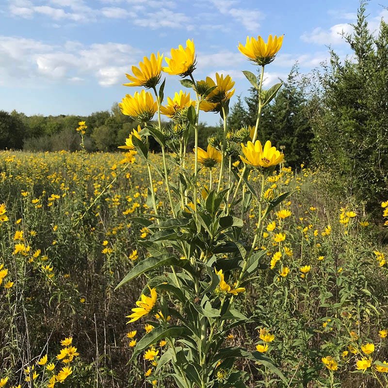 Maximilian Sunflower Seeds (Helianthus) - Image 3