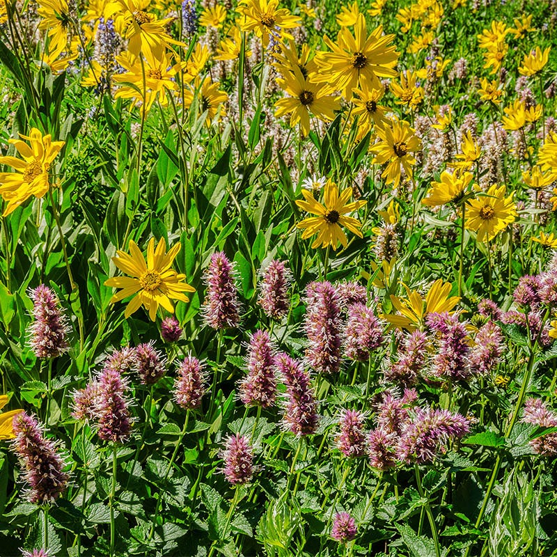 High Country Butterfly Habitat Wildflower Seed Mix - Image 4