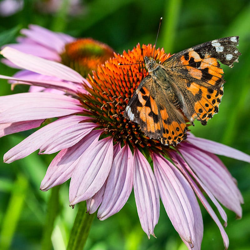 High Country Butterfly Habitat Wildflower Seed Mix - Image 5
