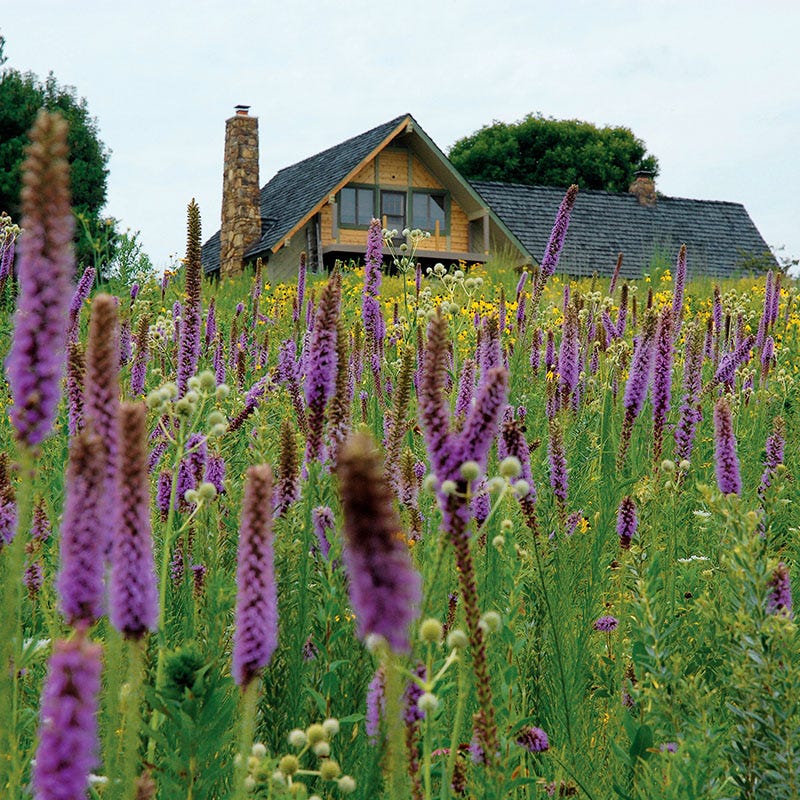 High Country Meadow Native Wildflower Seed Mix
