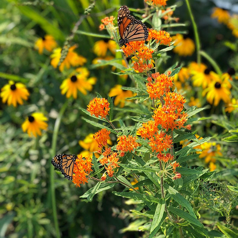 High Country Meadow Native Wildflower Seed Mix - Image 2